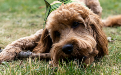 ¿Tu mascota se rehúsa a hacer ejercicio? ¡No te preocupes!