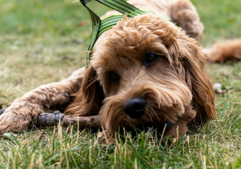 ¿Tu mascota se rehúsa a hacer ejercicio? ¡No te preocupes!